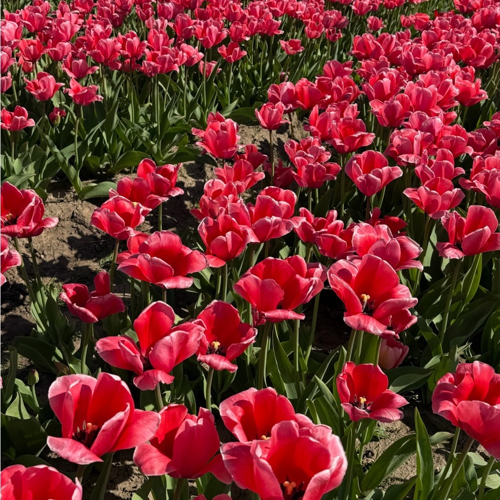 Meet your Posher, Lysa